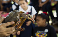 En Puerto Rico: Acciones por la conservación de la vida silvestre