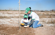 Reforesting desert in Mendoza, Argentina.