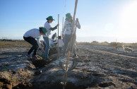 Reforesting desert in Mendoza, Argentina.