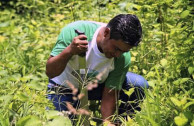 Reforestation campaign for the lake basin of Amatitlán, Guatemala.