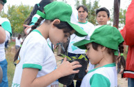 Plantación de arboles