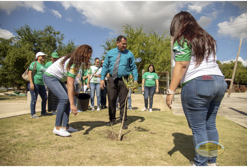 Trabajo en conjunto para la siembra de árboles