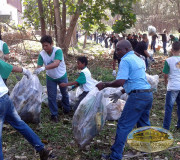 limpiar bosque manglar